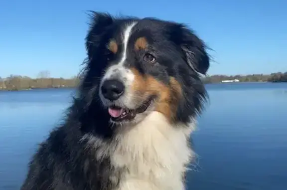 Chien perdu Douarnenez, photo : Chien perdu à Douarnenez : Berger australien