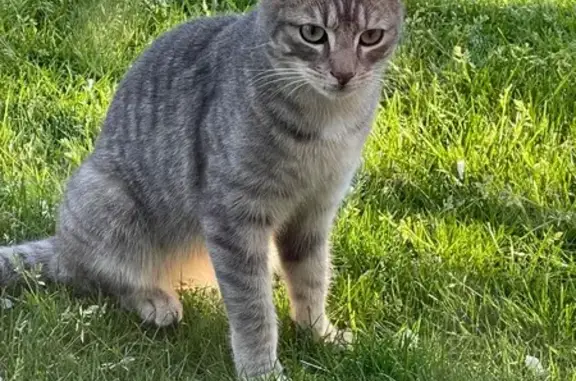 Animaux trouvés Limoges, photo: Chatte affectueuse trouvée à Limoges