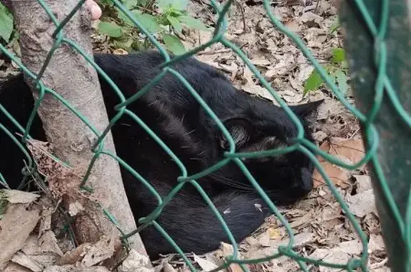 Chat noir trouvé à Avignon, propriétaire ? - photo
