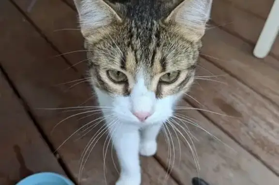 Chatte tigrée trouvée Rue Vieille Poste - photo