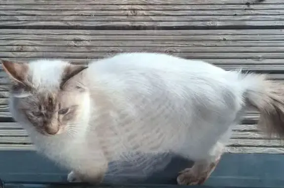 Chat trouvé, poils longs, yeux bleus, câlin - photo
