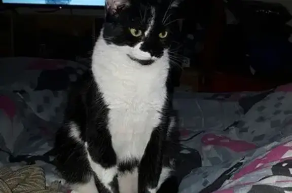 Chatte noire et blanche perdue, Le Breuil - photo