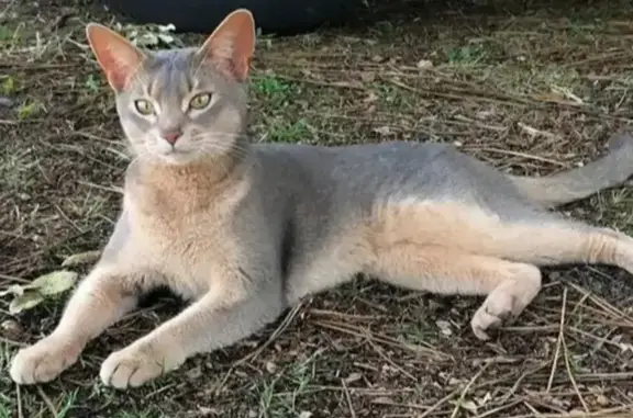 Chat perdu, Seignosse, photo: Petite chatte grise perdue à Seignosse