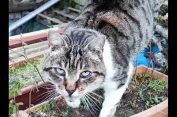 Animaux trouvés Beauzac, photo: Chat mâle castré trouvé à Beauzac