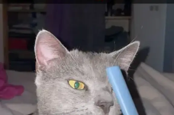 Animaux perdus La Machine, photo: Chat perdu, tache blanche, Rue Jules Renard