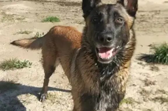 Animaux perdus Saint-Sauveur-de-Montagut, photo: Chien Malinois 30kg perdu à Saint-Sauveur