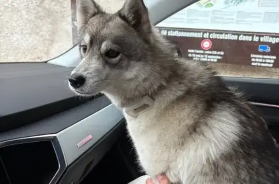 Chien trouvé à Castellaras, Mouans-Sartoux - photo