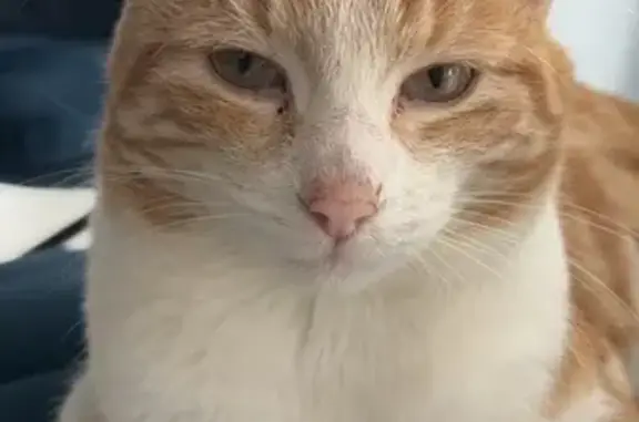 Chat roux sociable perdu à Scionzier - photo