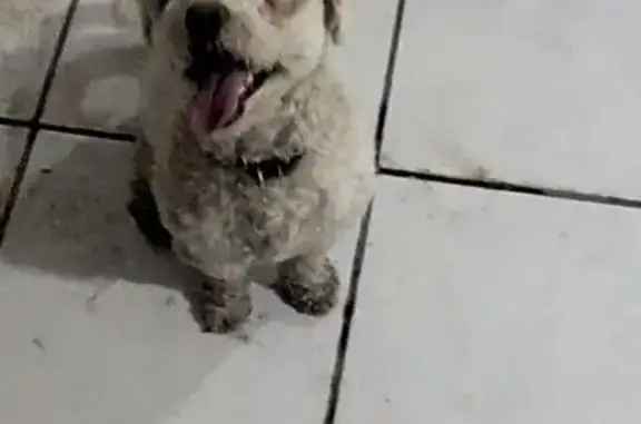 Perro Hallado en Av. Javier Ro...