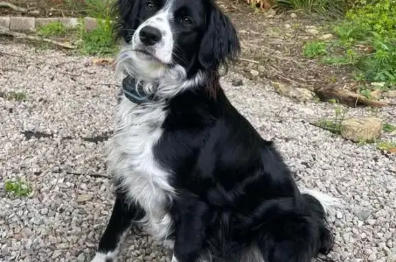 Animaux perdus , photo: Chienne Border Collie perdue à Thiéville