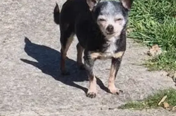 Chien perdu Châlons-en-Champagne, photo : Chihuahua noire 13 ans perdue à Châlons