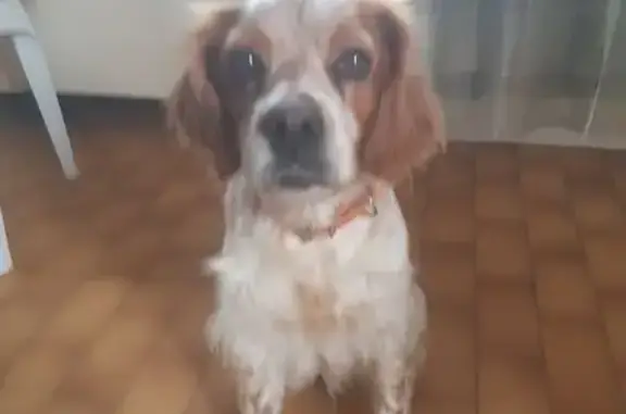 Chien trouvé Nissan-lez-Enserune, photo: Jeune Épagneul breton trouvé à Nissan