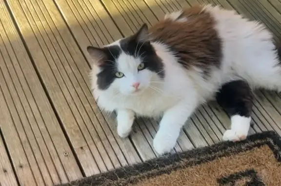 Chat trouvé à Cornebarrieu, Occitanie - photo