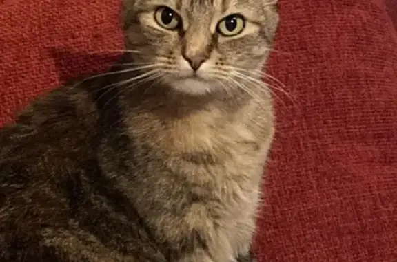 Chat perdu, Quincy-Voisins, photo: Chat écaille disparu à Quincy-Voisins