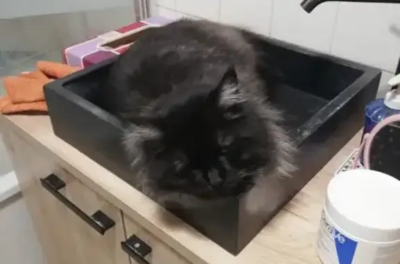Disparition de Naya à La Hague - photo