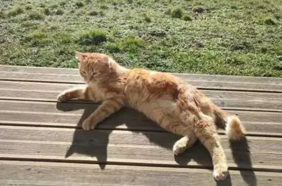 Chat perdu, , photo: Chat roux tigré perdu à Chaspuzac