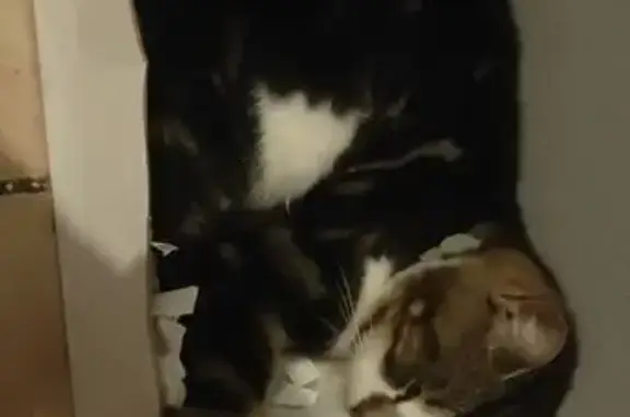 Chatte tigrée-blanche perdue à Libermont - photo