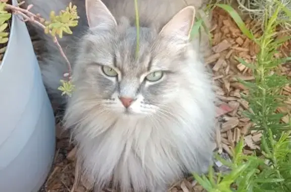 Chat perdu, Sorgues, photo: Chatte Sibérienne grise perdue à Sorgues