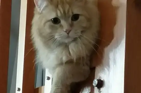 Chat roux 4 ans perdu à Chantonnay - photo