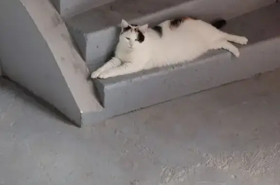Chat perdu, Le Mans, photo: Chatte Mimi disparue quartier Courboulay