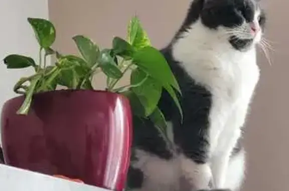 Chatte stérilisée perdue à Viry-Châtillon - photo