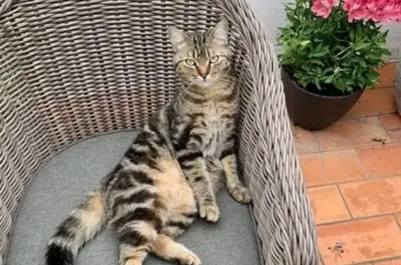 Animaux perdus Nîmes, photo: Petit chat tigré perdu à Nîmes