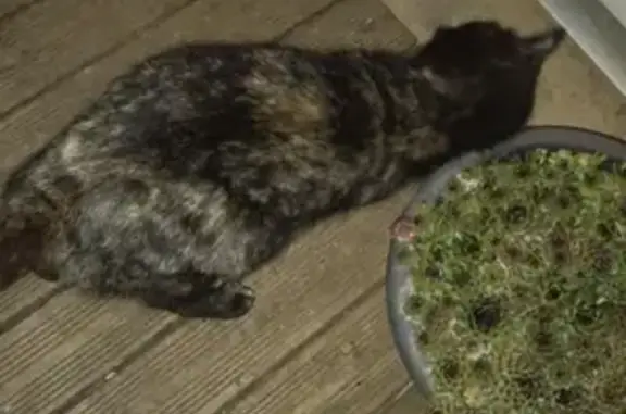 Chatte enceinte trouvée à Savigné-l'Évêque - photo