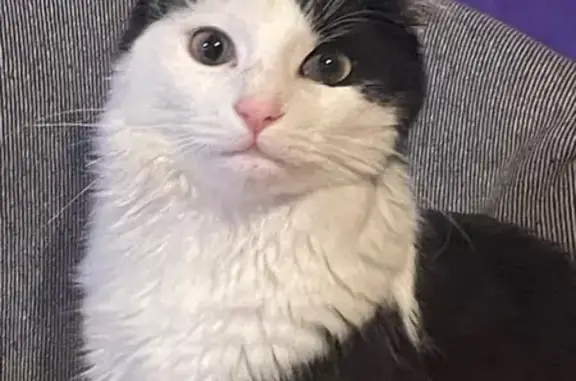 Chat perdu, , photo: Chatte européenne perdue à Manoncourt