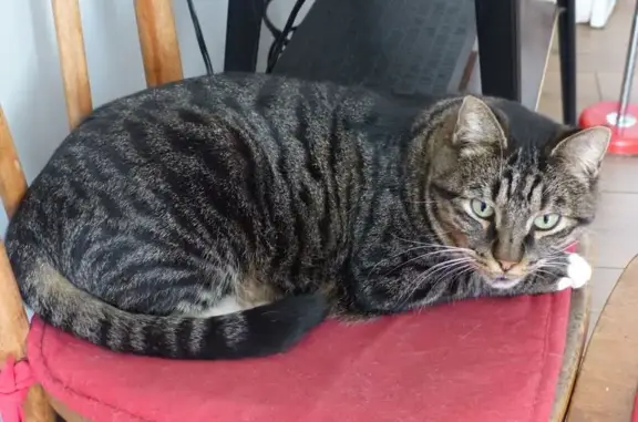 Animaux perdus Nîmes, photo: Chat gris tigré perdu à Nîmes