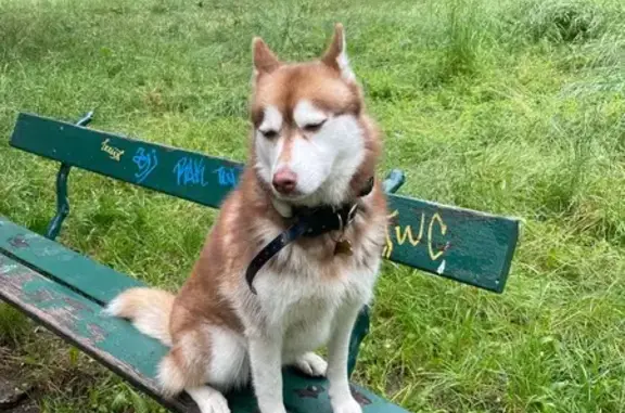 Husky femelle perdue Bois de Boulogne - photo