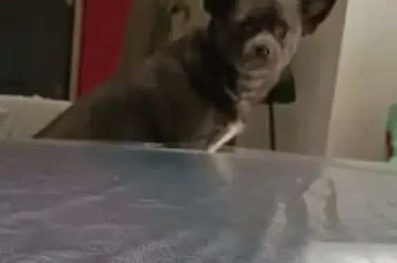 Chihuahua gris perdu près de Mas Alart - photo