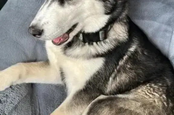 Lost Puppy Near Taylor Rd Elementary
