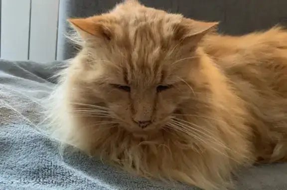Animaux perdus Eybens, photo: Alerte : Chatte roux Knacki perdue à Eybens