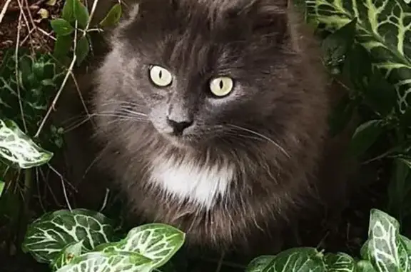 Chatte grise disparue à Marly - photo