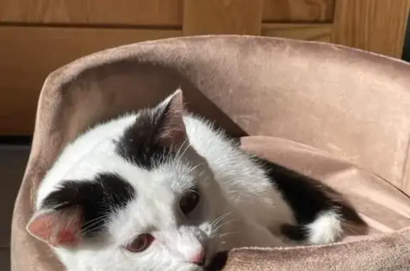 Animaux perdus Béziers, photo: Chatte perdue près de la prison, Béziers