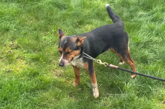Friendly Found Dog on McCormick Hill Rd