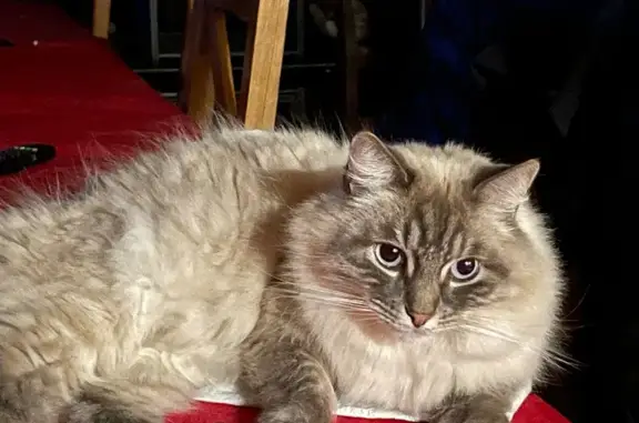 Chat perdu, Randan, photo: Chat ragdoll 6 ans perdu à Randan
