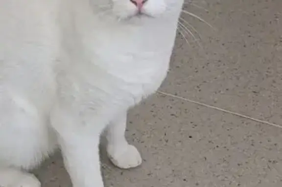 Chat perdu : Titan, blanc et roux, 2 ans - photo