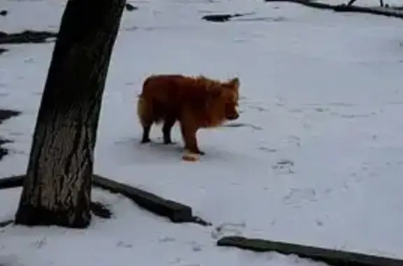 Знайдено собаку: Біля бульвару...