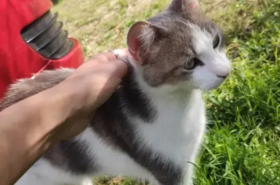 Jeune chat mâle trouvé à Niort - photo