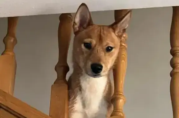 ¡Ayuda a Encontrar a Tai, Perro Perdido!