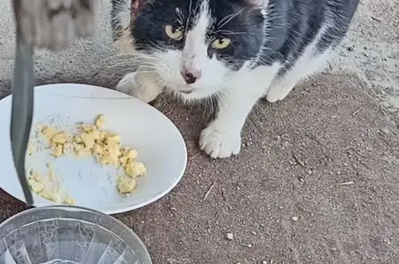 Chat blessé et peureux à Pierrefontaine - photo