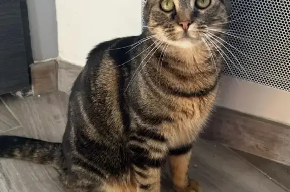 Animaux perdus Fourmies, photo: Chatte Molly disparue à Fourmies