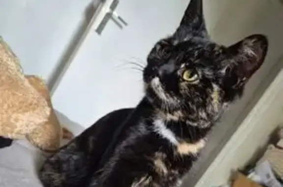 Chat femelle écaille perdue à Mézidon - photo