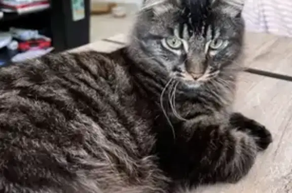 Chat perdu, Lanester, photo: Chat disparu, mâle noir tigré, Lanester