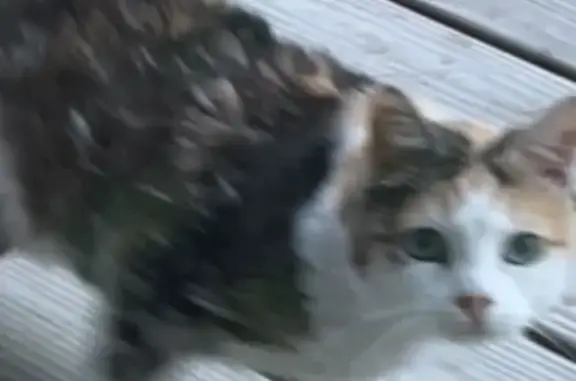 Chatte blessée trouvée à Rouen - photo