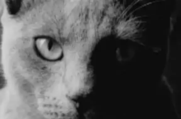Chat perdu, Pontivy, photo: Chat perdu, Rue Germaine Tailleferre, Pontivy