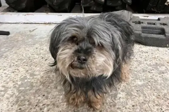 Chien croisé Yorkshire trouvé à Rouen - photo