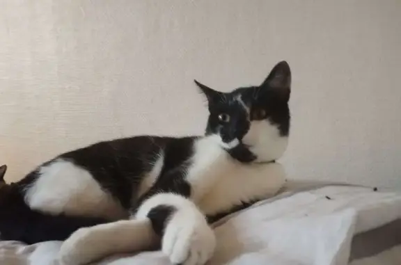 Animaux perdus , photo: Chaton perdu à Tours, aide recherchée