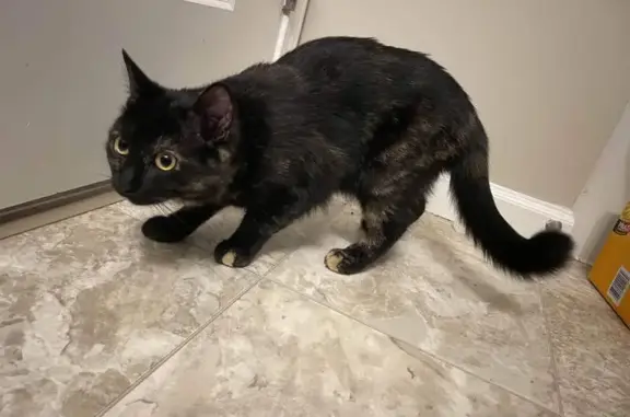 Found Tortoiseshell Cat on Sea Breeze Dr